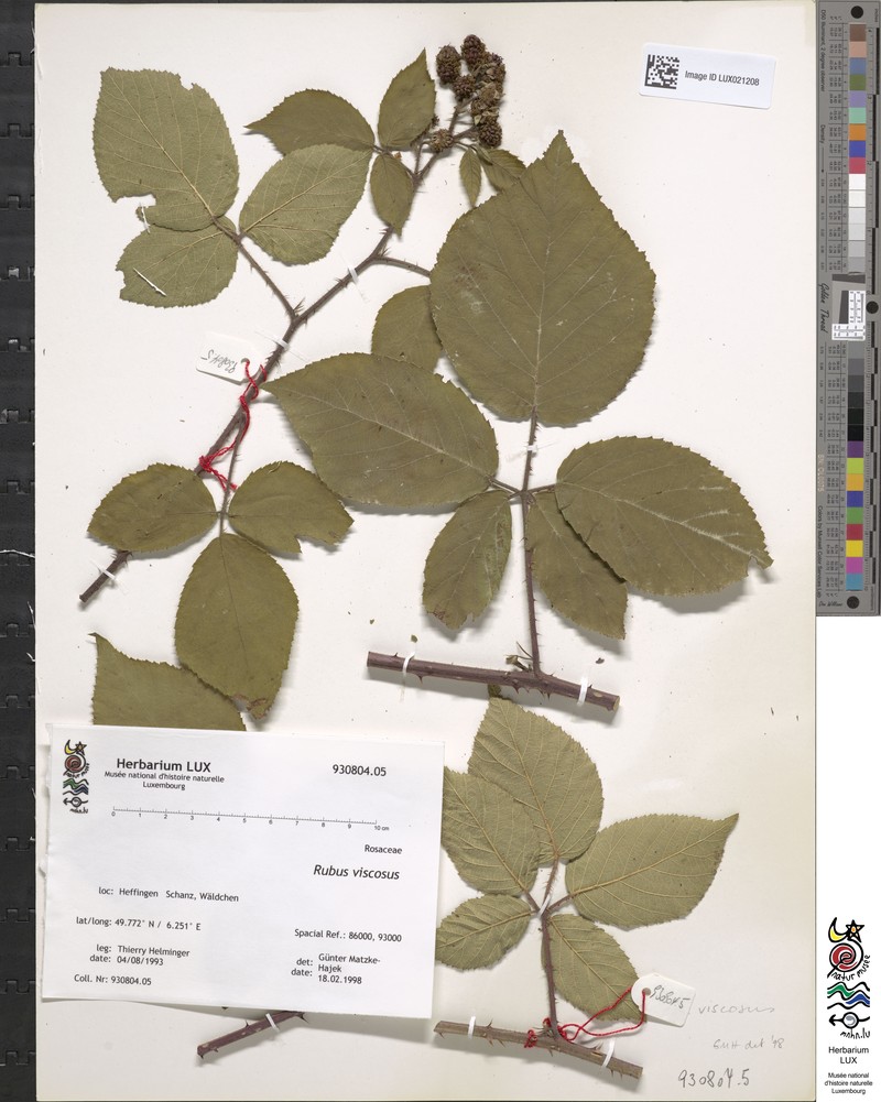 Rubus viscosus photo 3