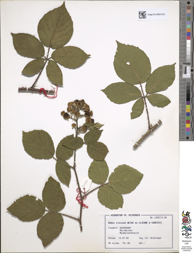 Rubus viscosus photo 4