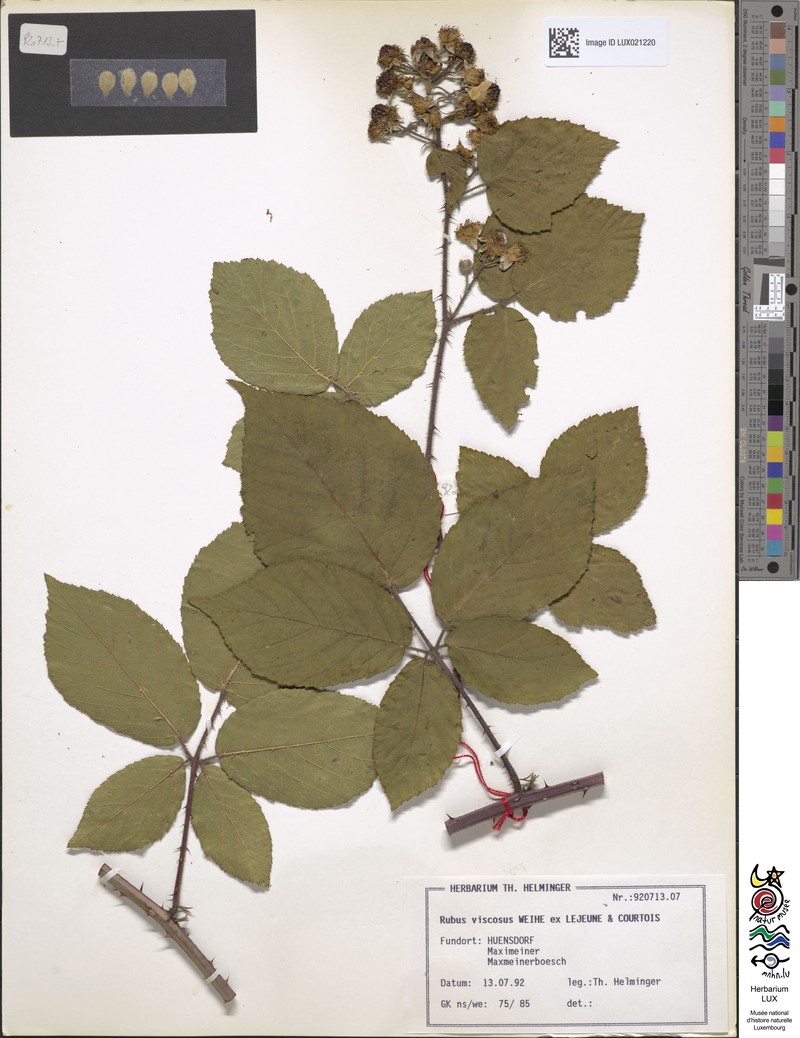 Rubus viscosus photo 5