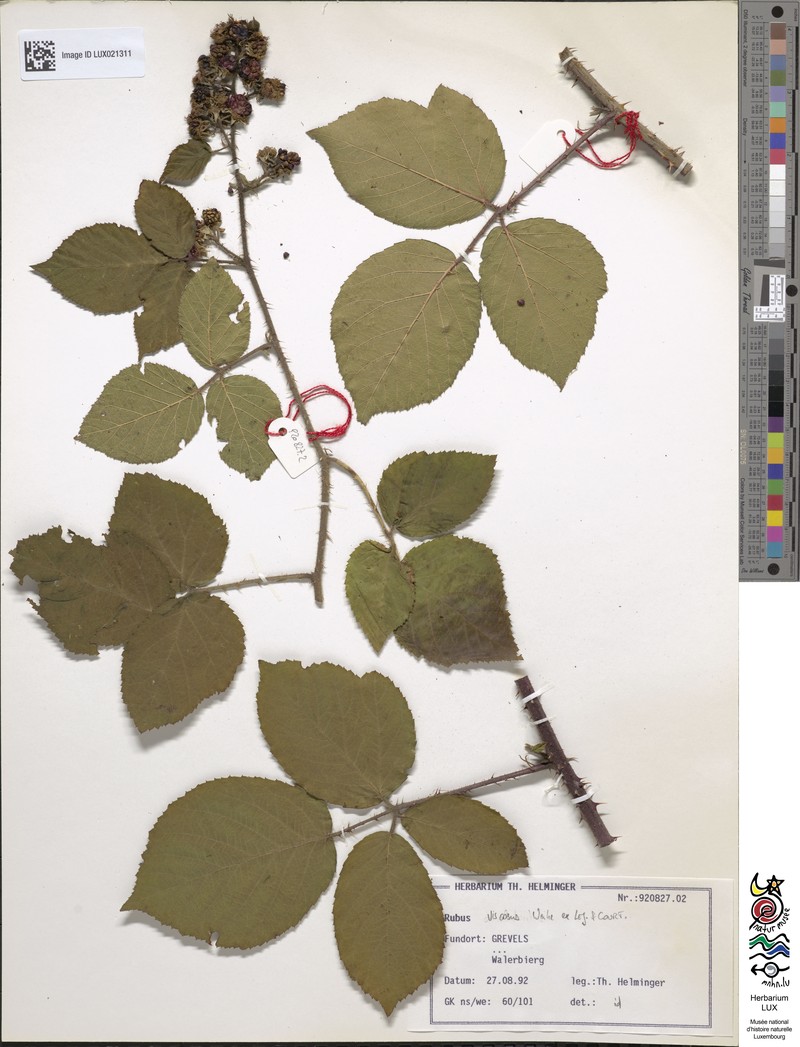 Rubus viscosus photo 6