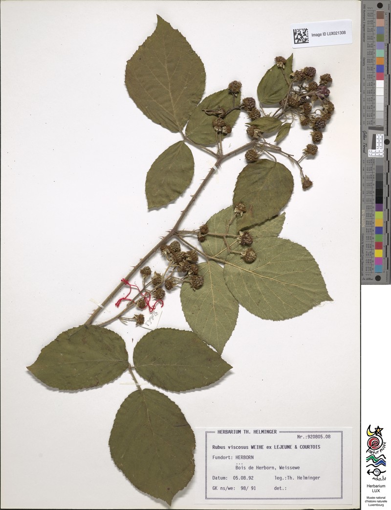 Rubus viscosus photo 7