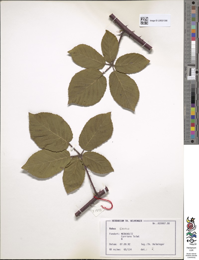 Rubus viscosus photo 8