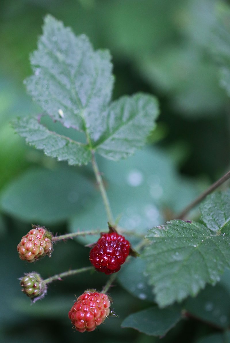 Pacific Dewberry photo 7