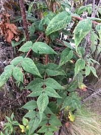 Rubus volkensii