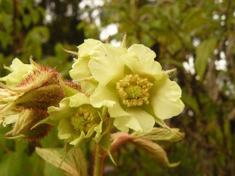 Rubus volkensii photo 2