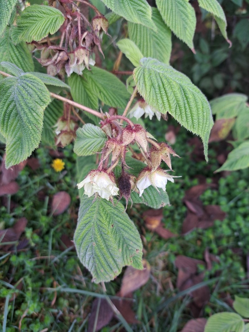Rubus volkensii photo 3
