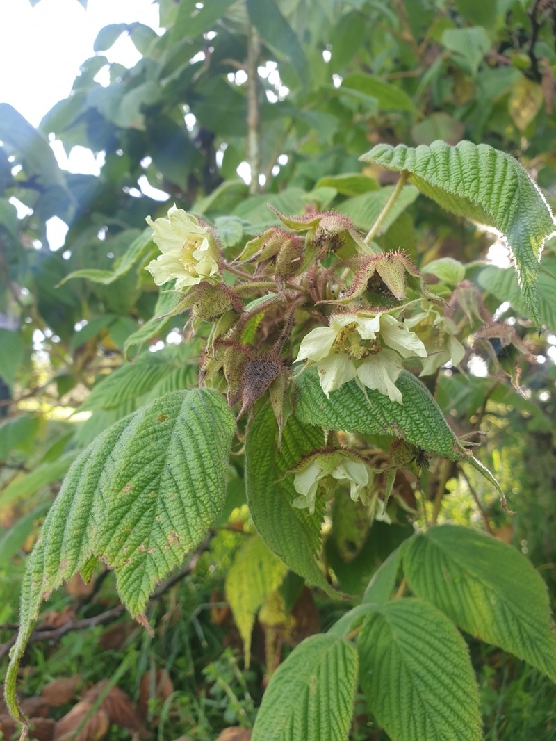 Rubus volkensii photo 4