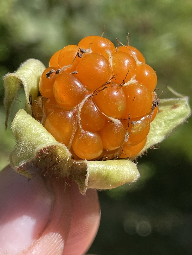 Rubus volkensii photo 5