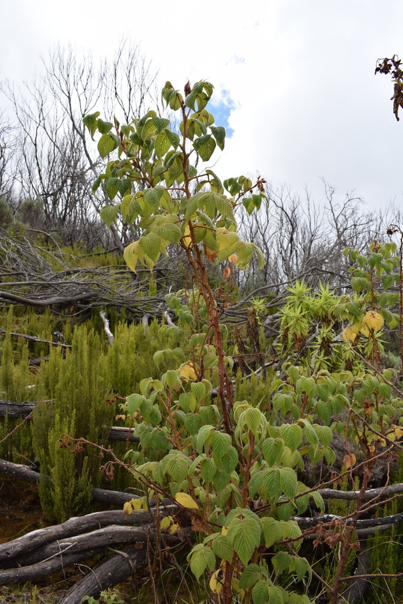 Rubus volkensii photo 6