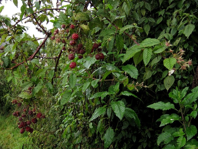 Rubus volkensii photo 7