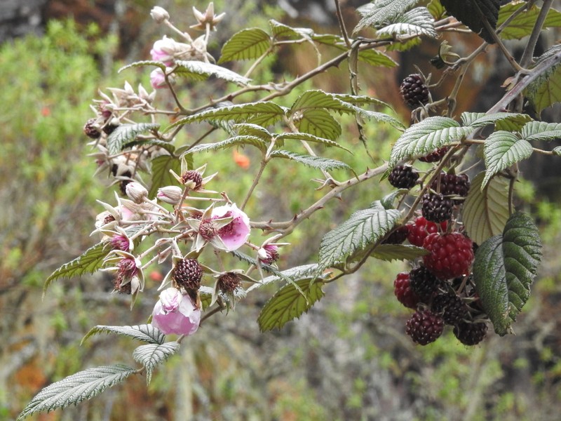 Rubus volkensii photo 8