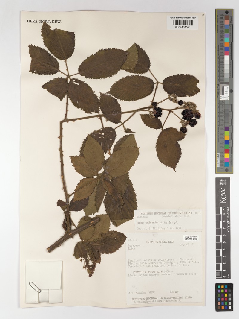 Rubus vulcanicola