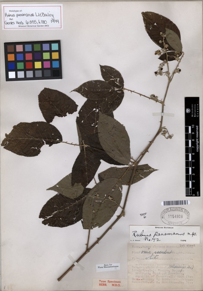 Rubus vulcanicola photo 2