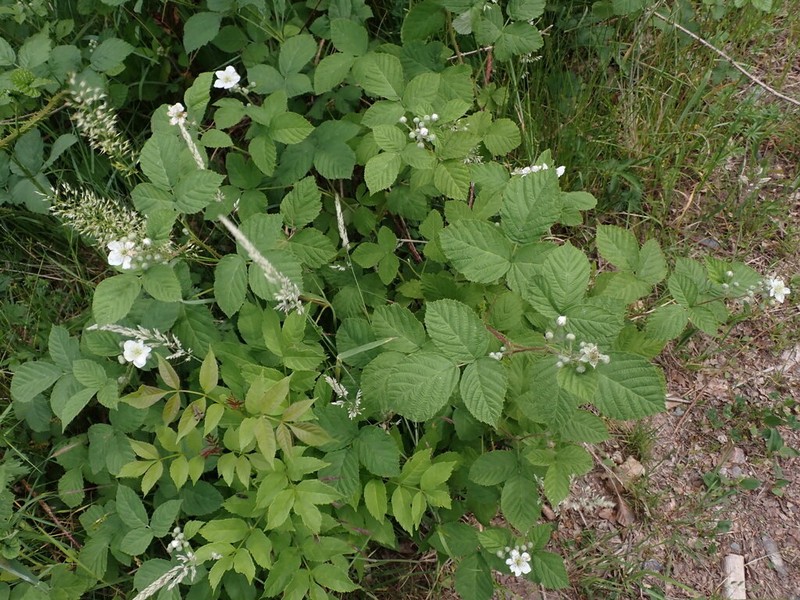 Rubus wahlbergii