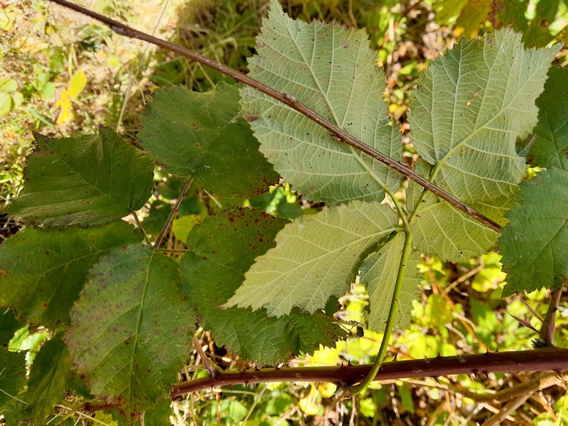 Rubus wahlbergii photo 3