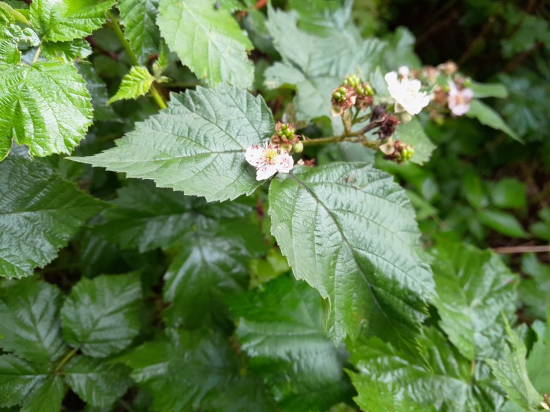 Rubus wahlbergii photo 4