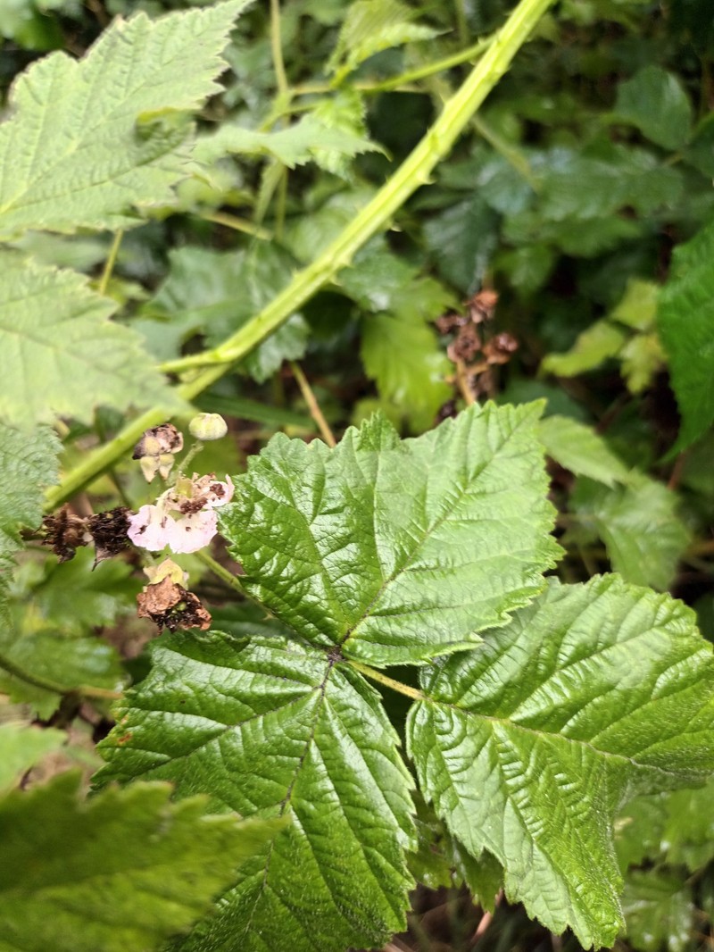 Rubus wahlbergii photo 5