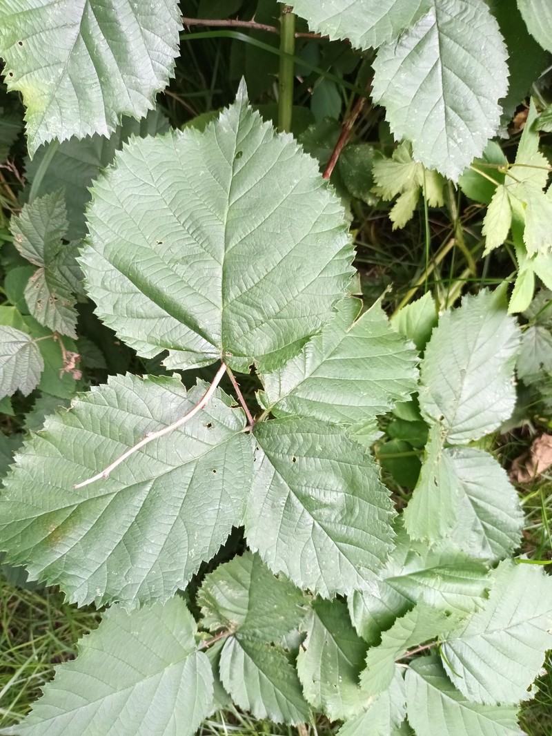 Rubus wahlbergii photo 6