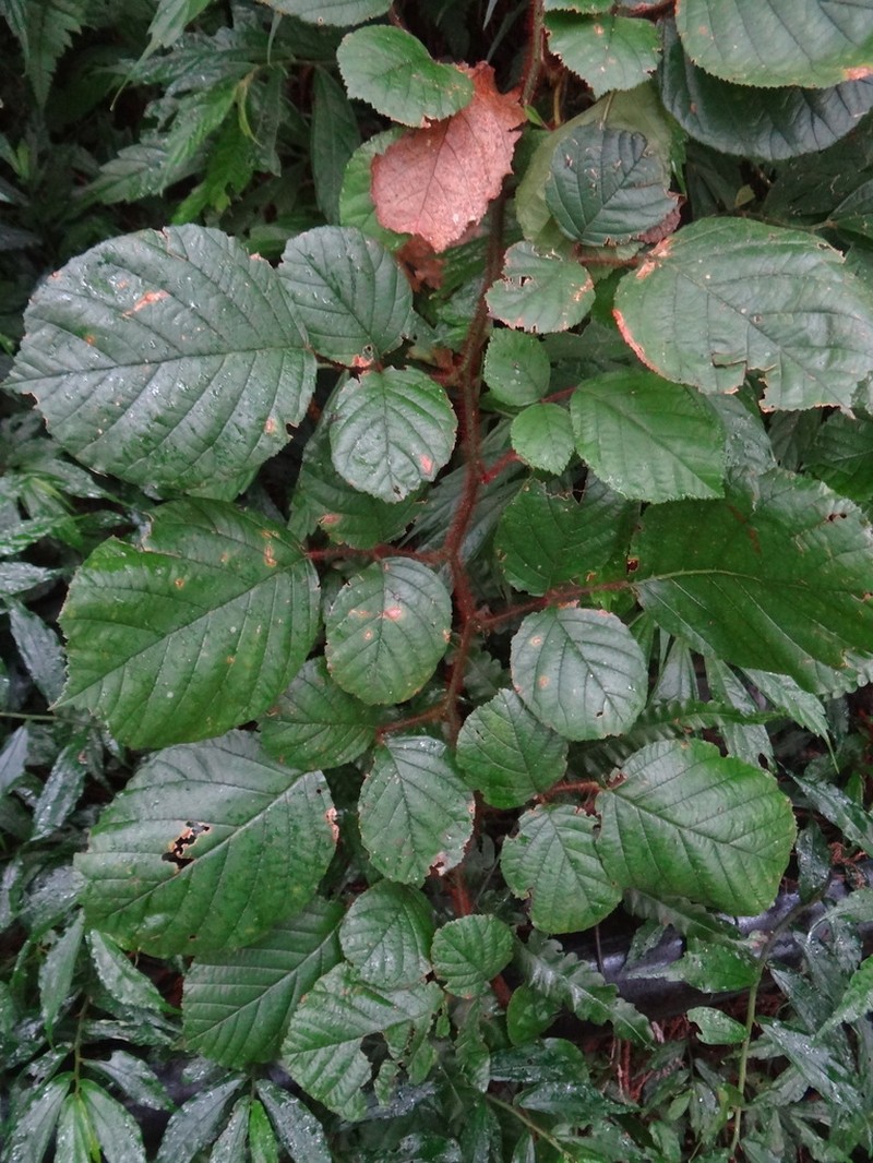 Rubus wallichianus