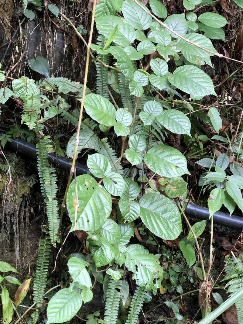 Rubus wallichianus photo 2