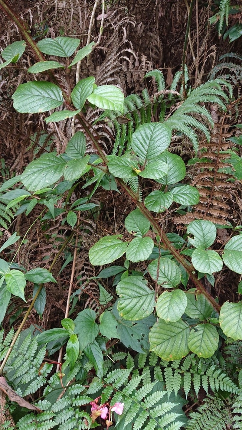 Rubus wallichianus photo 3