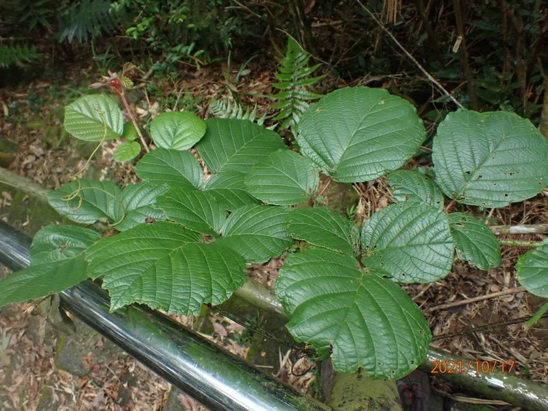 Rubus wallichianus photo 4