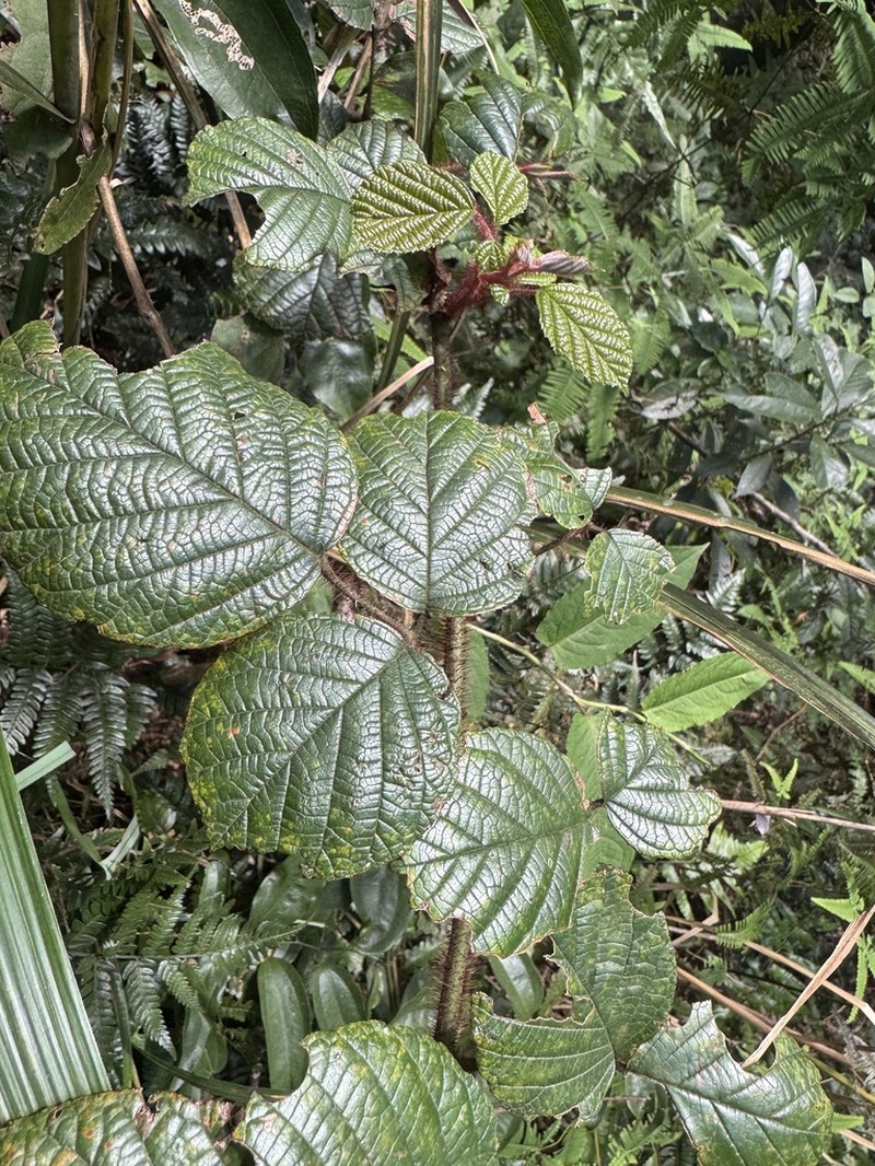 Rubus wallichianus photo 5