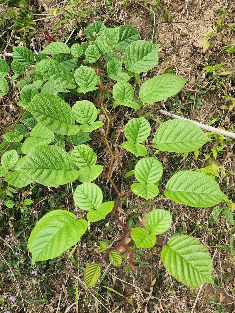 Rubus wallichianus photo 6