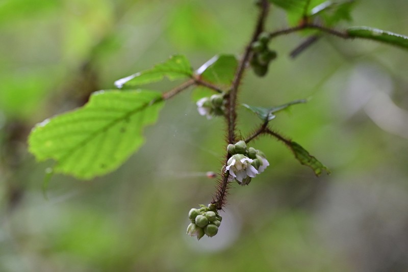 Rubus wallichianus photo 7