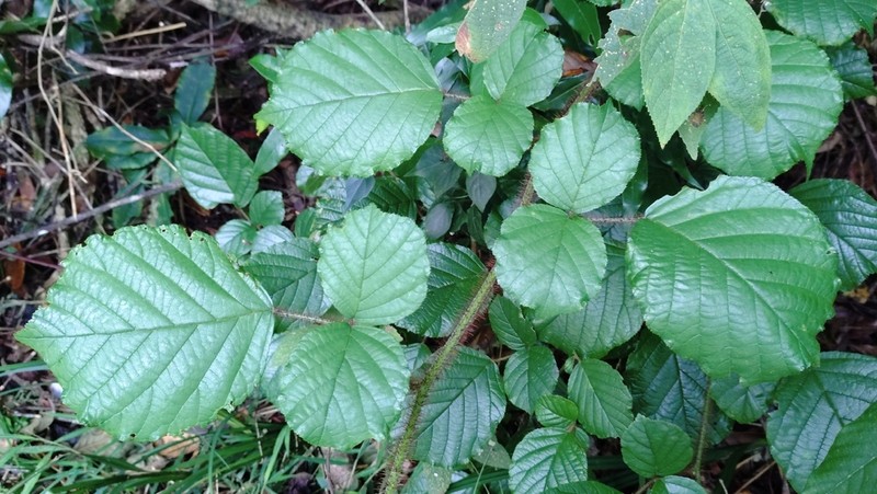 Rubus wallichianus photo 8