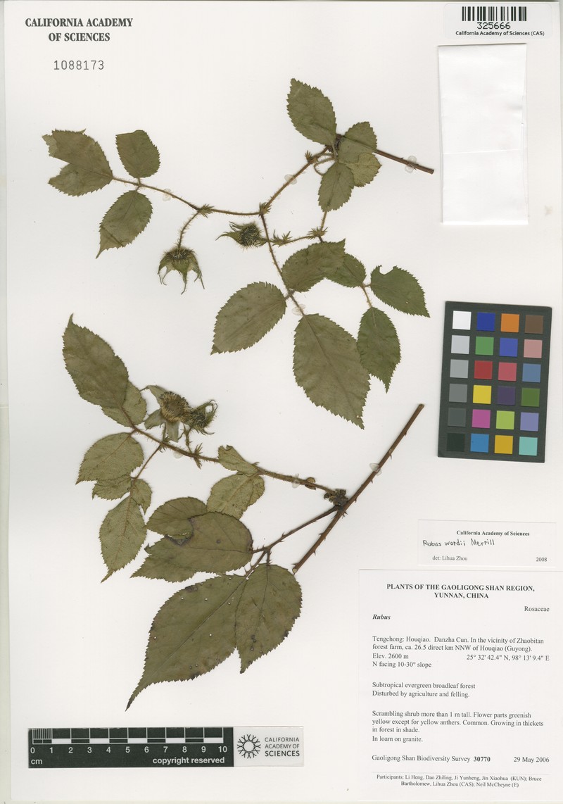 Rubus wardii