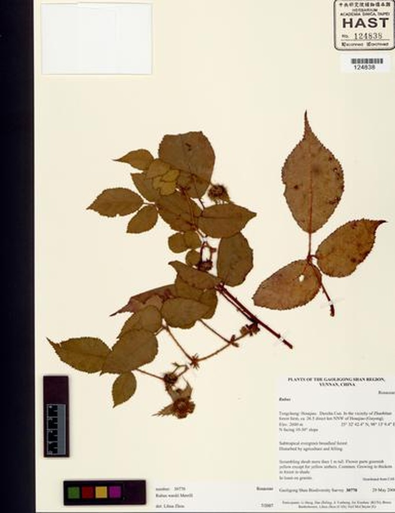 Rubus wardii photo 2
