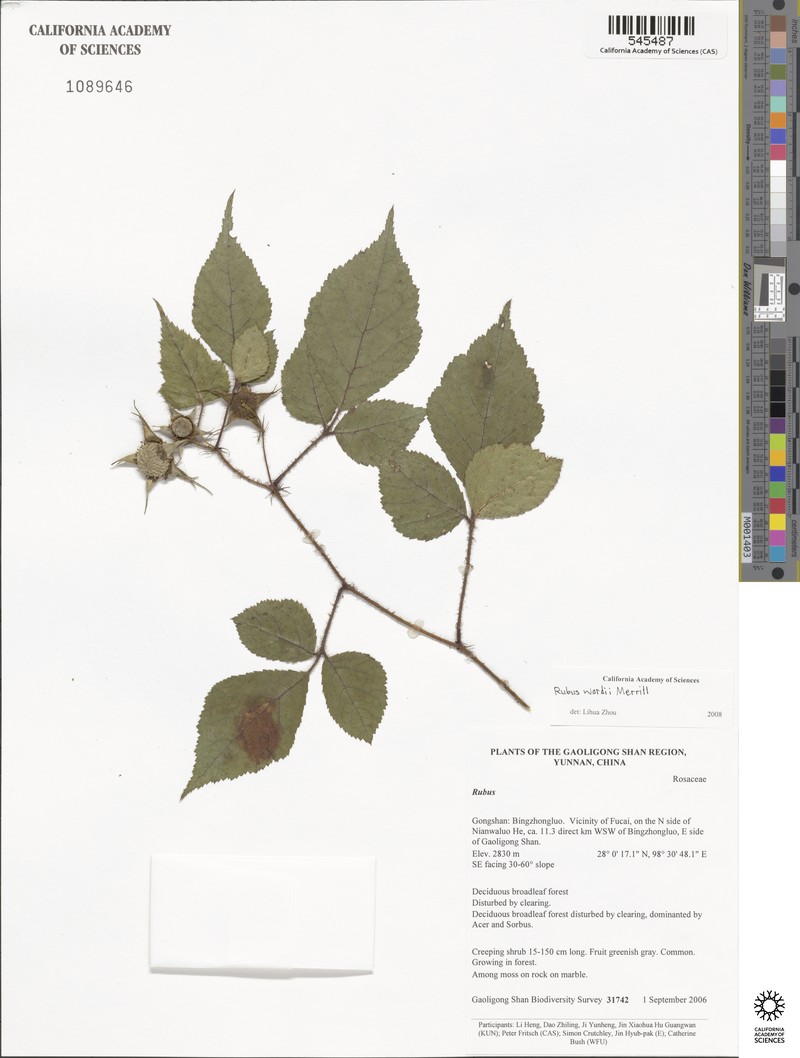 Rubus wardii photo 3