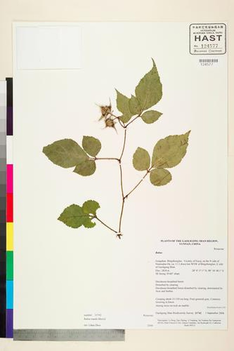 Rubus wardii photo 4