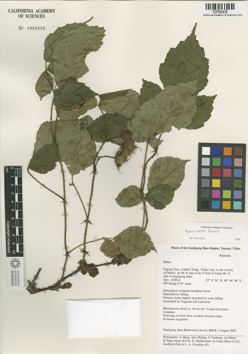 Rubus wardii photo 5