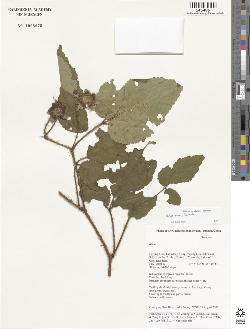 Rubus wardii photo 6