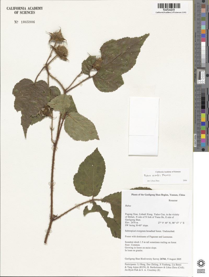 Rubus wardii photo 7