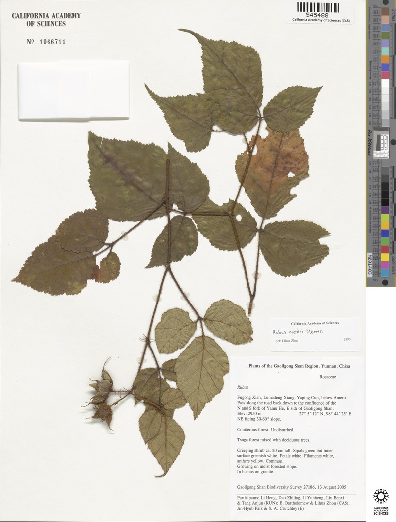 Rubus wardii photo 8