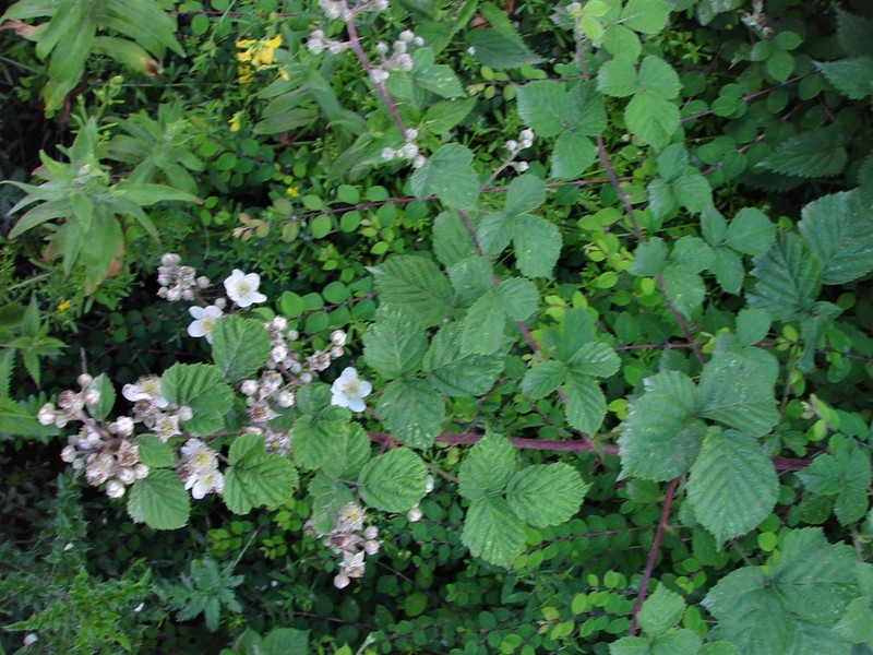 Rubus warrenii photo 2