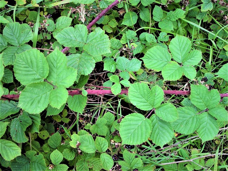 Rubus warrenii photo 3