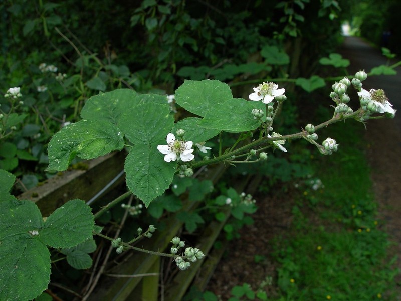 Rubus warrenii photo 4