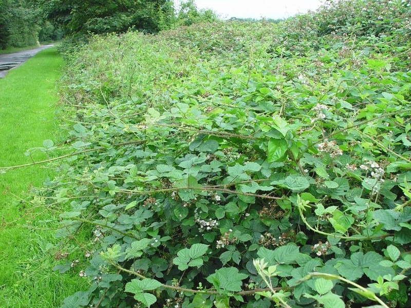 Rubus warrenii photo 5