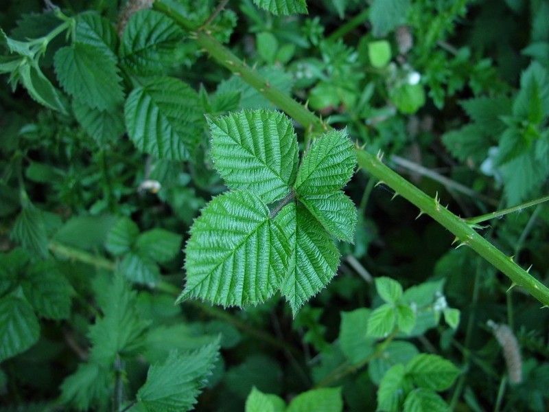 Rubus warrenii photo 6