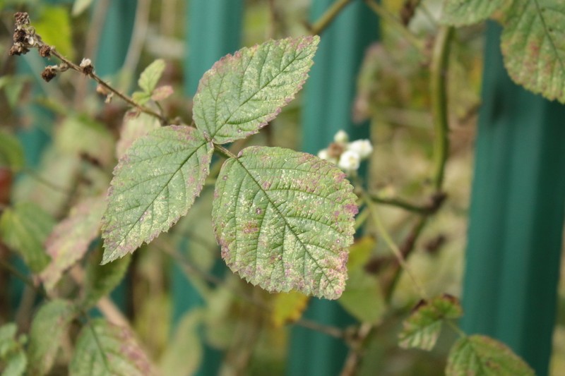 Rubus warrenii photo 7