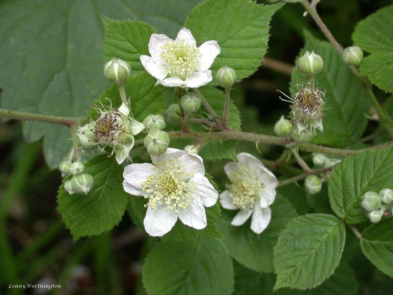 Rubus warrenii photo 8