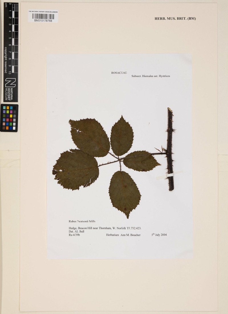 Rubus watsonii