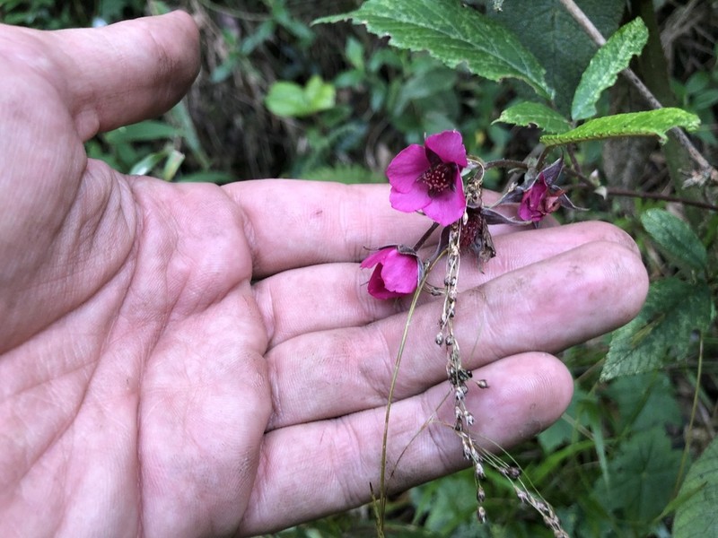Rubus weberbaueri