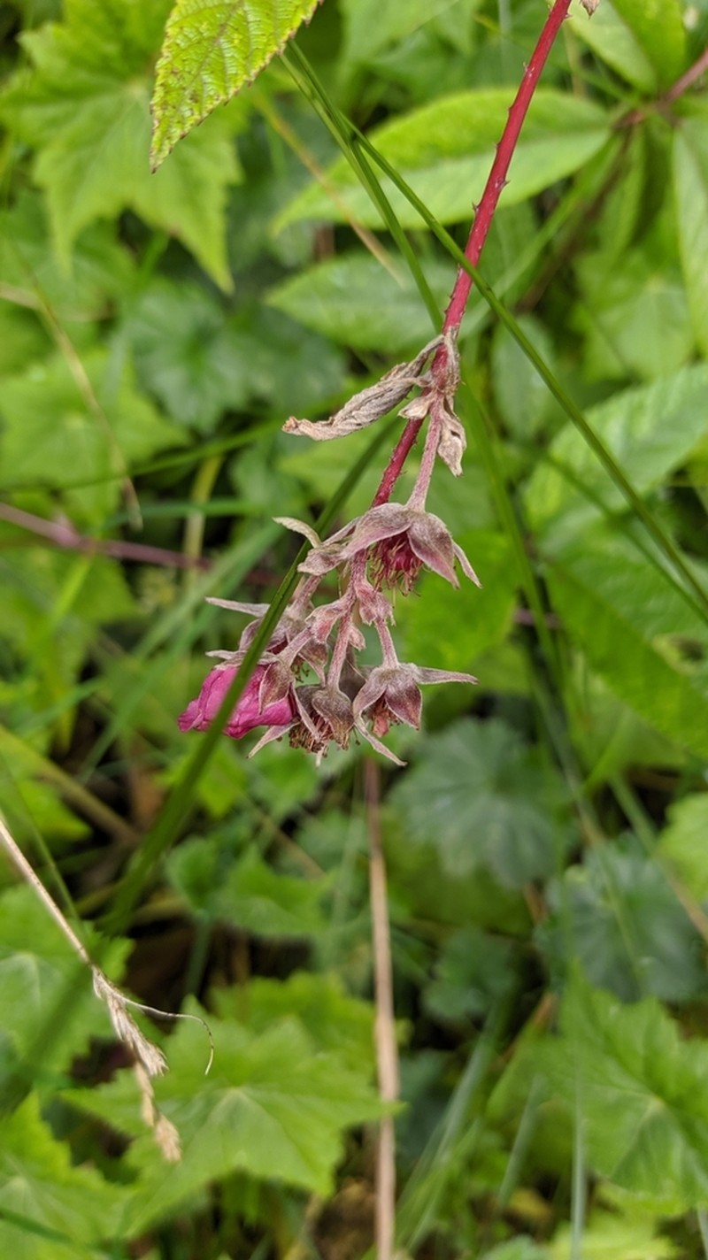 Rubus weberbaueri photo 2