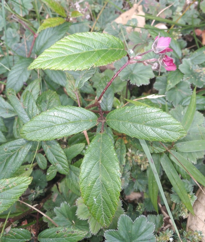 Rubus weberbaueri photo 3