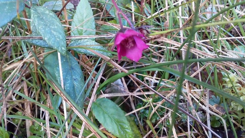 Rubus weberbaueri photo 4